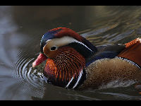Mandarin Duck image