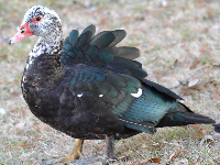 Muscovy Duck image