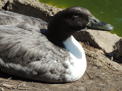 Duck  -  Northern Pintail Duck