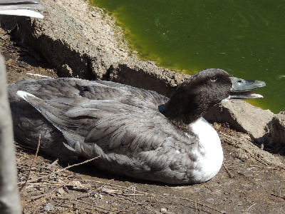 Duck  -  Northern Pintail Duck