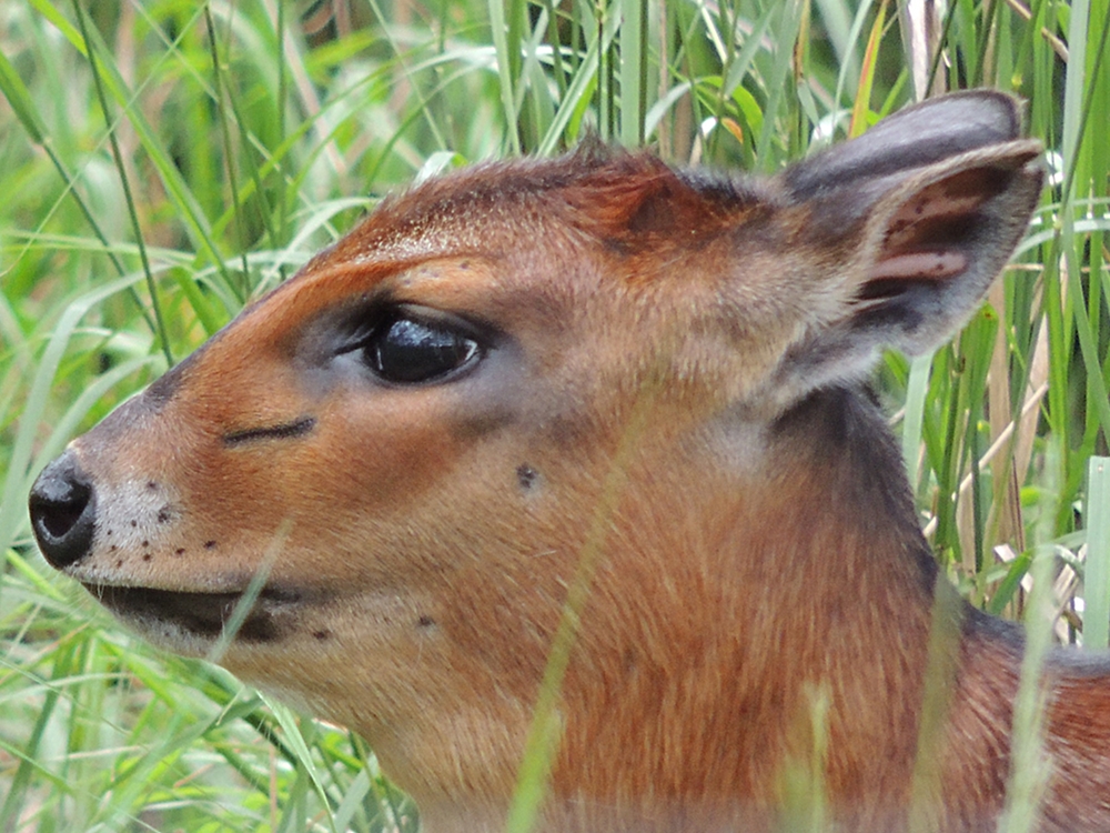 Red-flanked duiker - Wikipedia