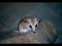 Fat-Tailed Dunnart image