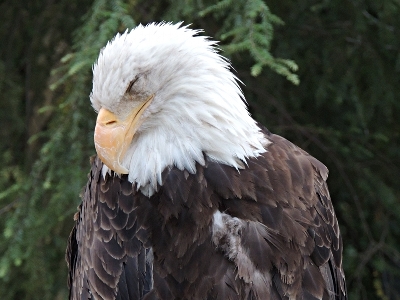 Eagle  -  Bald Eagle