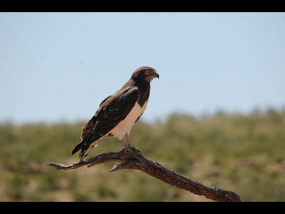 Eagle  -  Black-chested Snake Eagle
