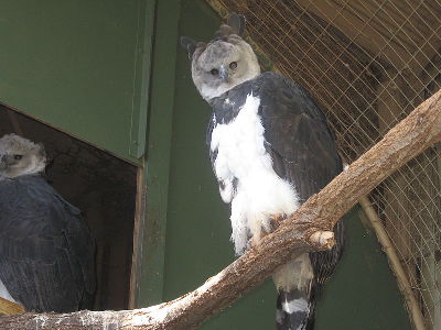Eagle  -  Harpy Eagle