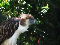 Philippine Eagle image