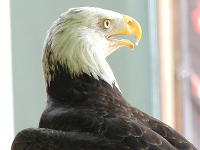 Eagle  