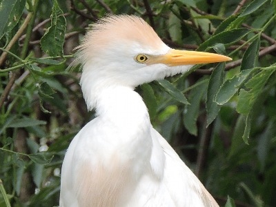 Egret  -  Cattle Egret