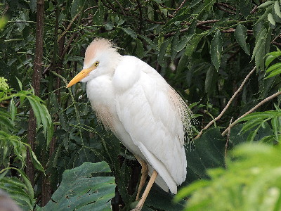 Egret  -  Cattle Egret