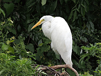 Egret  -  Great Egret