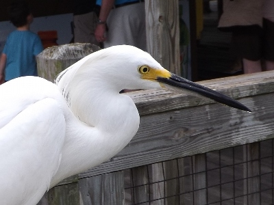 Egret  -  Snowy Egret