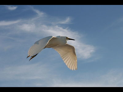 Egret  -  Snowy Egret