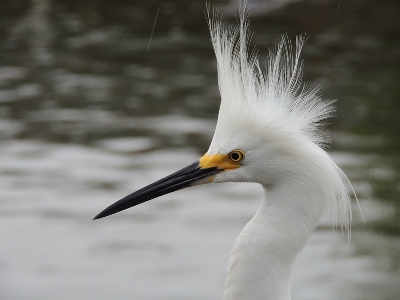 Egret  