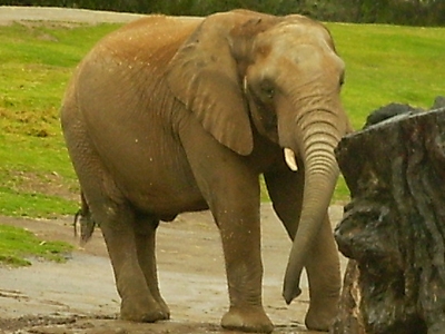 Elephant  -  African Elephant