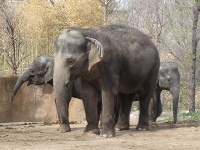 Asiatic Elephant image