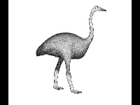 Elephant Bird image