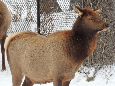 Elk  