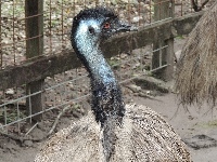Emu image