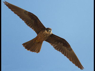 Falcon  -  Eleonora's Falcon