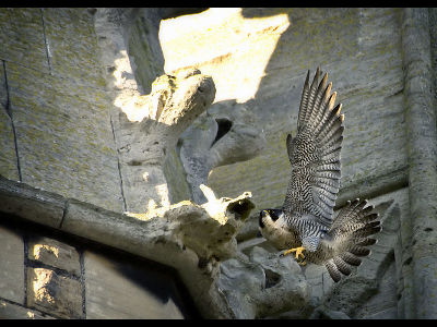 Falcon  -  Peregrine Falcon