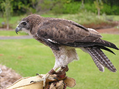 Falcon  