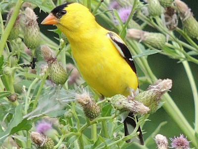 Finch  -  American Goldfinch