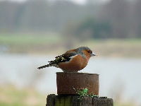 Common Chaffinch image