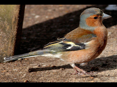 Finch  -  Common Chaffinch