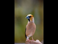 Hawfinch image