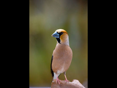 Finch  -  Hawfinch