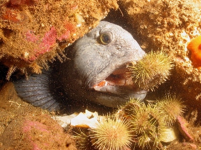 Fish  -  Atlantic Wolffish