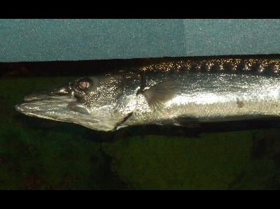 Fish  -  Barracuda