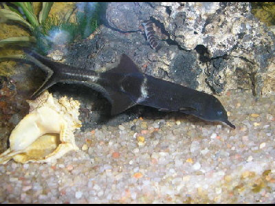 Fish  -  Elephantnose Fish