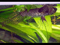 Freshwater Butterflyfish image