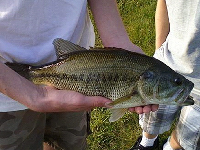 Largemouth Bass image