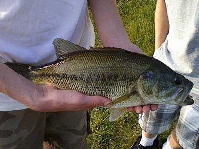 Fish  -  Largemouth Bass