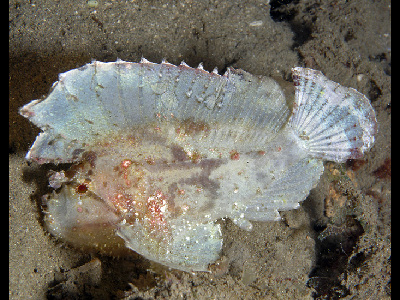 Fish  -  Leaf Scorpionfish