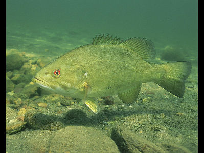 Fish  -  Smallmouth Bass