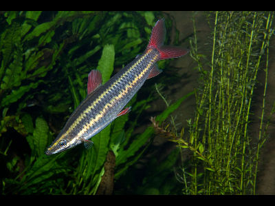 Fish  -  Striped Headstander