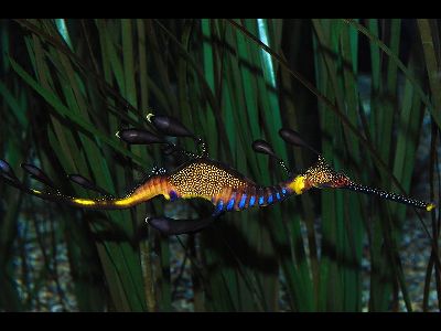 Fish  -  Weedy Seadragon