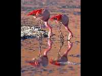 Puna Flamingo image