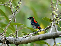 Scarlet-backed Flowerpecker image