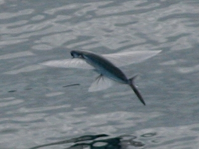 Flying Fish  
