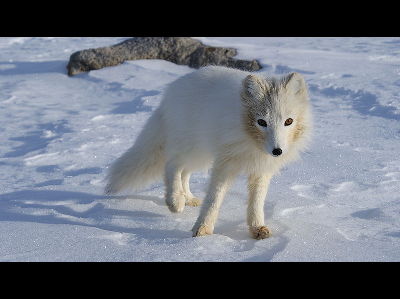Fox  -  Arctic Fox