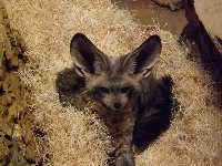 Bat-eared Fox image