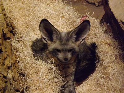 Fox  -  Bat-eared Fox