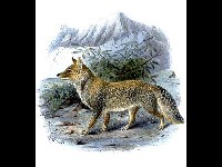 Tibetan Fox image