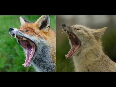 Fox  