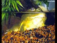 African bullfrog image