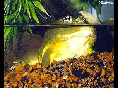 Frog  -  African bullfrog